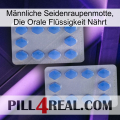 Männliche Seidenraupenmotte, Die Orale Flüssigkeit Nährt 20